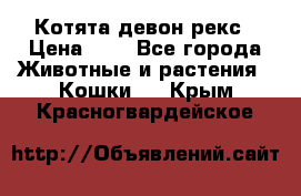 Котята девон рекс › Цена ­ 1 - Все города Животные и растения » Кошки   . Крым,Красногвардейское